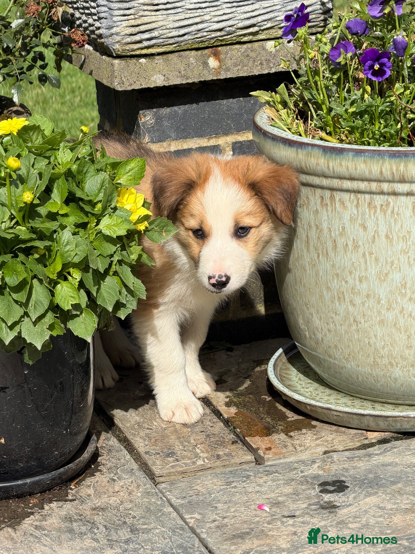 Border Collie dogs Border collie pups for sale - Advert 1