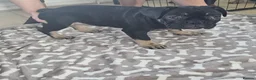French Bulldog dogs for sale: French bulldog for sale  - Advert 5