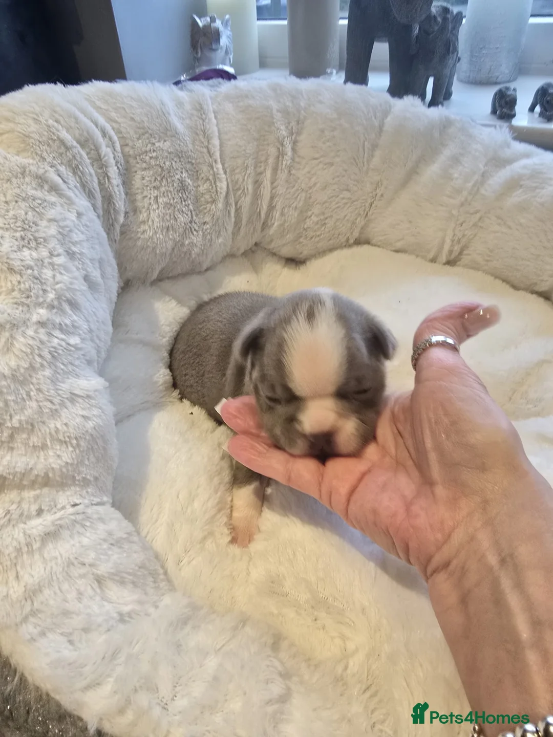 Boston Terrier dogs for sale: BEAUTIFUL BOSTON TERRIER PUPS  - Advert 9