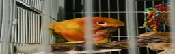 Conures birds for sale: Sun Conure Rehoming!  - Advert 2