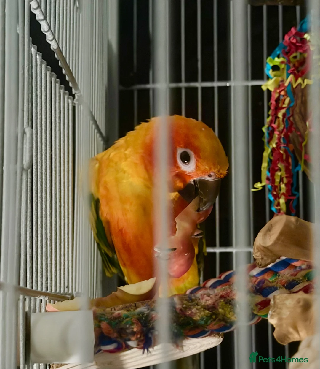Conures birds for sale: Sun Conure Rehoming!  - Advert 2
