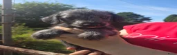 Mixed Breed dogs for sale: Quality Bedlington Terrier X Whippet Puppies - Advert 7