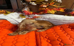 Cocker Spaniel dogs for sale: Stunning red cocker spaniel pups - Image 9