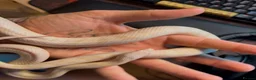 Corn Snake reptiles for sale: Corn snake + full Vivarium setup  in Alva - Advert 5