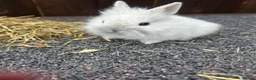 Mixed Breed rabbits for sale: Baby bunnies  - Advert 8