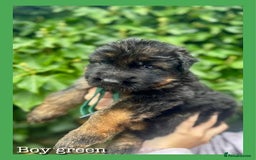 German Shepherd dogs for sale:   GSD puppies' fluffy coats  - Image 5