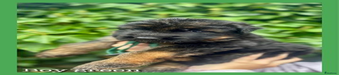 German Shepherd Green Collar