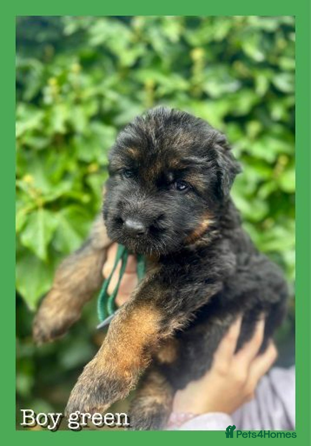German Shepherd dogs for sale:   GSD puppies' fluffy coats  - Image 5