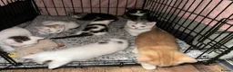 Mixed Breed cats for sale:     ✨ Adorable Kittens – 2 Boys & 1 Girl ✨ in Manchester - Advert 3