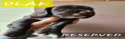 Cocker Spaniel dogs for sale: Stunning cocker spaniels  - Advert 16