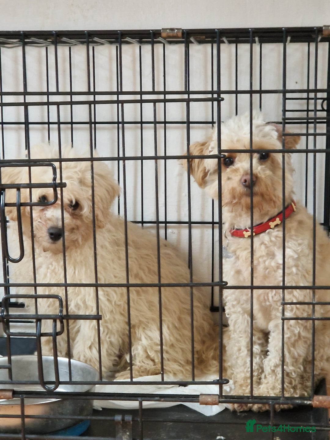 Cavapoo dogs for sale: Cavapoo  - Image 5