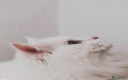 Persian cats for sale: Pashmi - Image 3