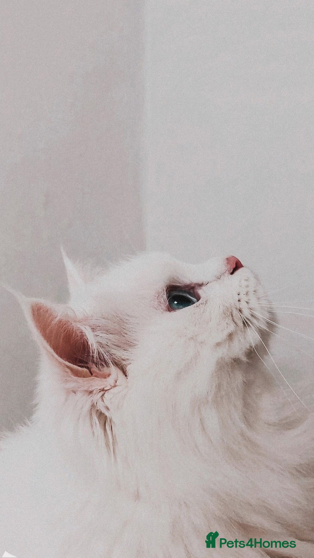 Persian cats for sale: Pashmi - Image 3