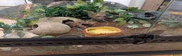 Gecko reptiles for sale: Gecko - Advert 9