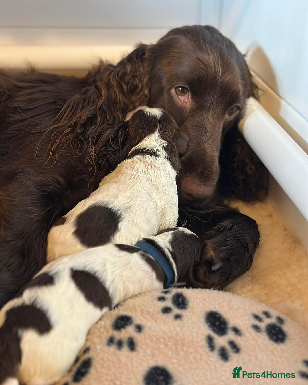 Field Spaniel dogs for sale: Raising Field Spaniel Puppies - Advert 5
