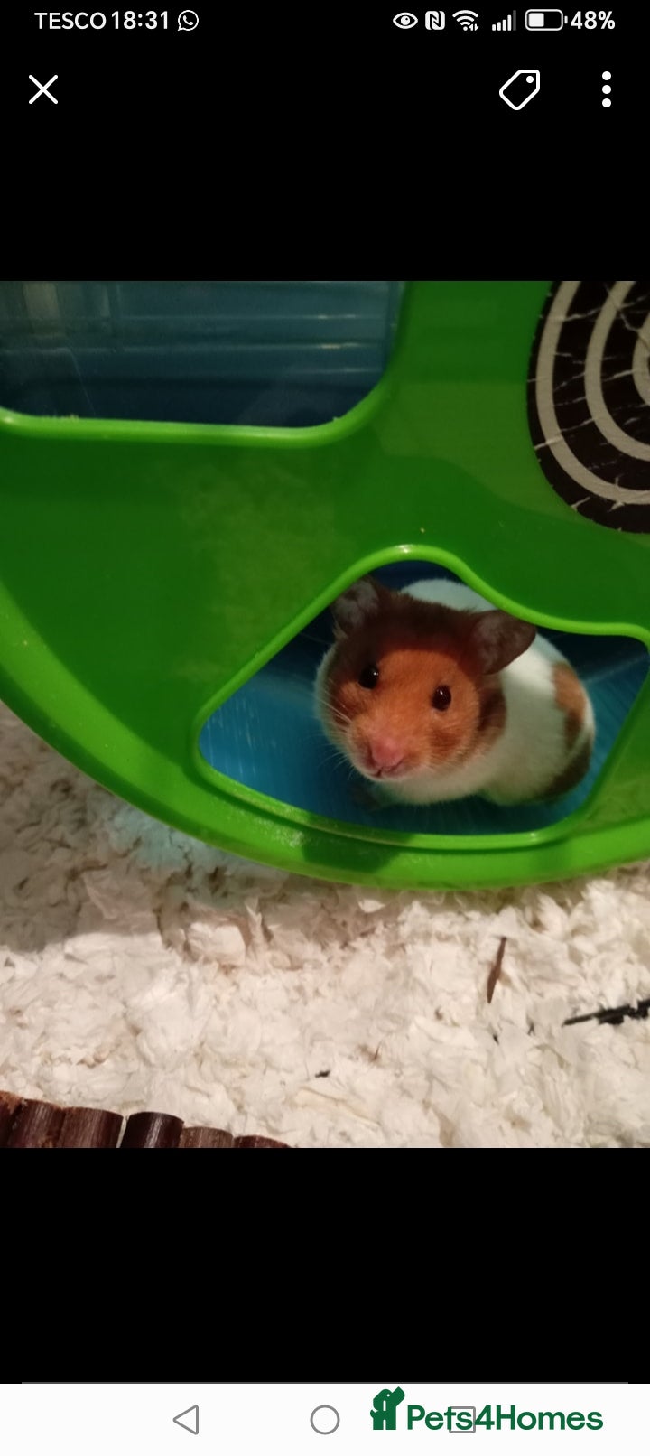 Hamster rodents Wanted please: Syrian Hamster - Advert 6