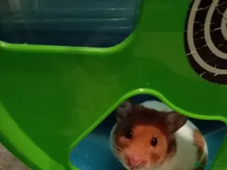 Hamster rodents Wanted please: Syrian Hamster - Advert 6