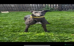 Greyhound dogs for sale: Starcash Kellie greyhound  - Image 5