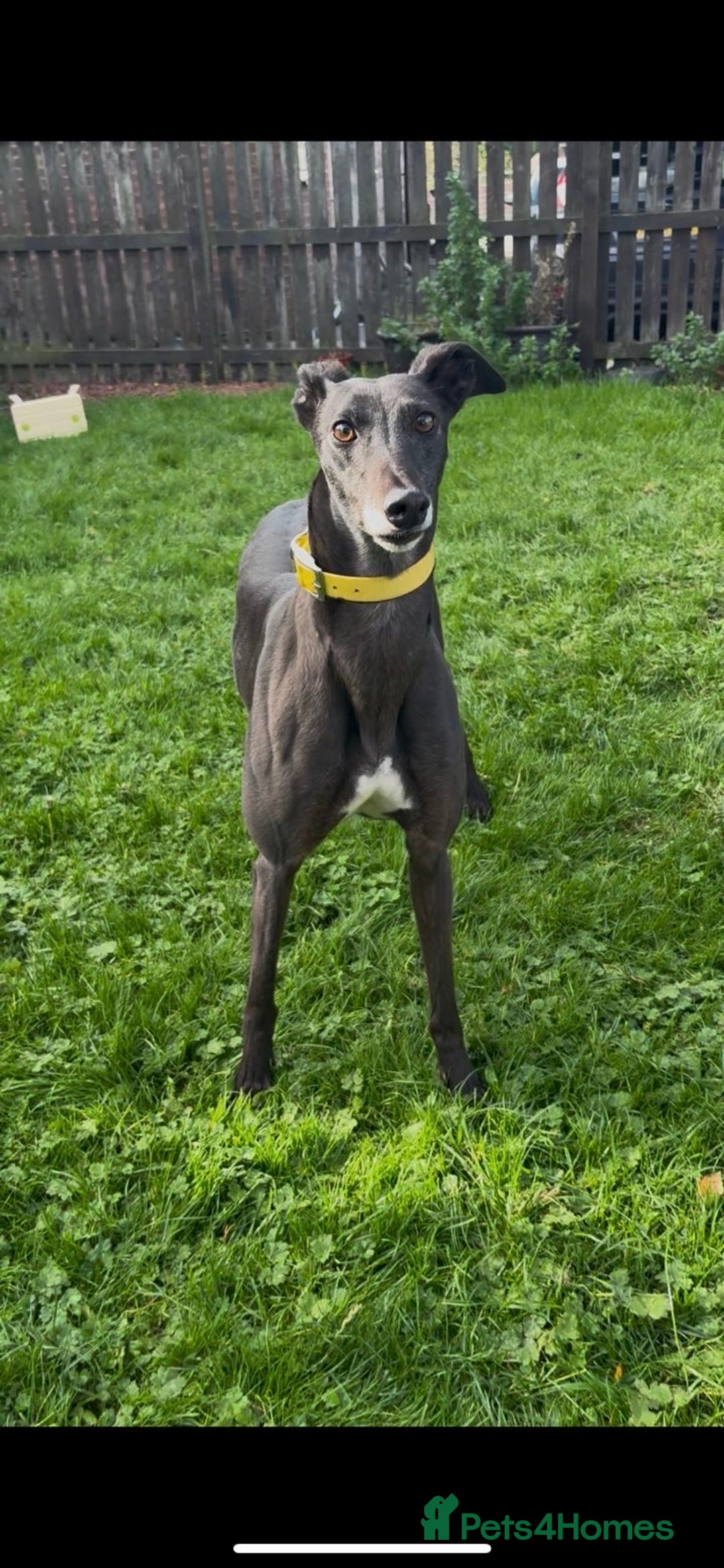 Greyhound dogs for sale: Starcash Kellie greyhound  - Image 5