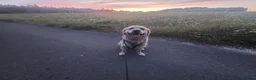 Golden Retriever dogs for sale: Adorable Golden Retriever Puppies for Sale! - Advert 9