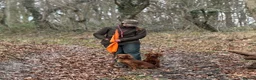 Cocker Spaniel dogs for sale: Working KC Registered Cocker Spaniel pups  - Advert 2