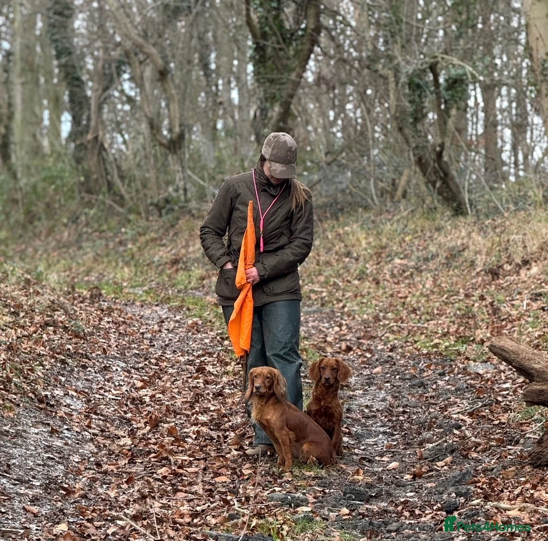 Cocker Spaniel dogs for sale: Working KC Registered Cocker Spaniel pups  - Advert 2
