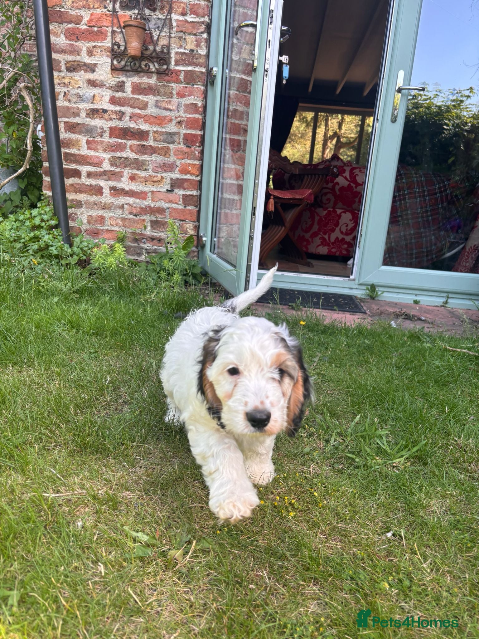 Cockapoo dogs 1 boy - Quality F1 - Blue roan with tan - Advert 2