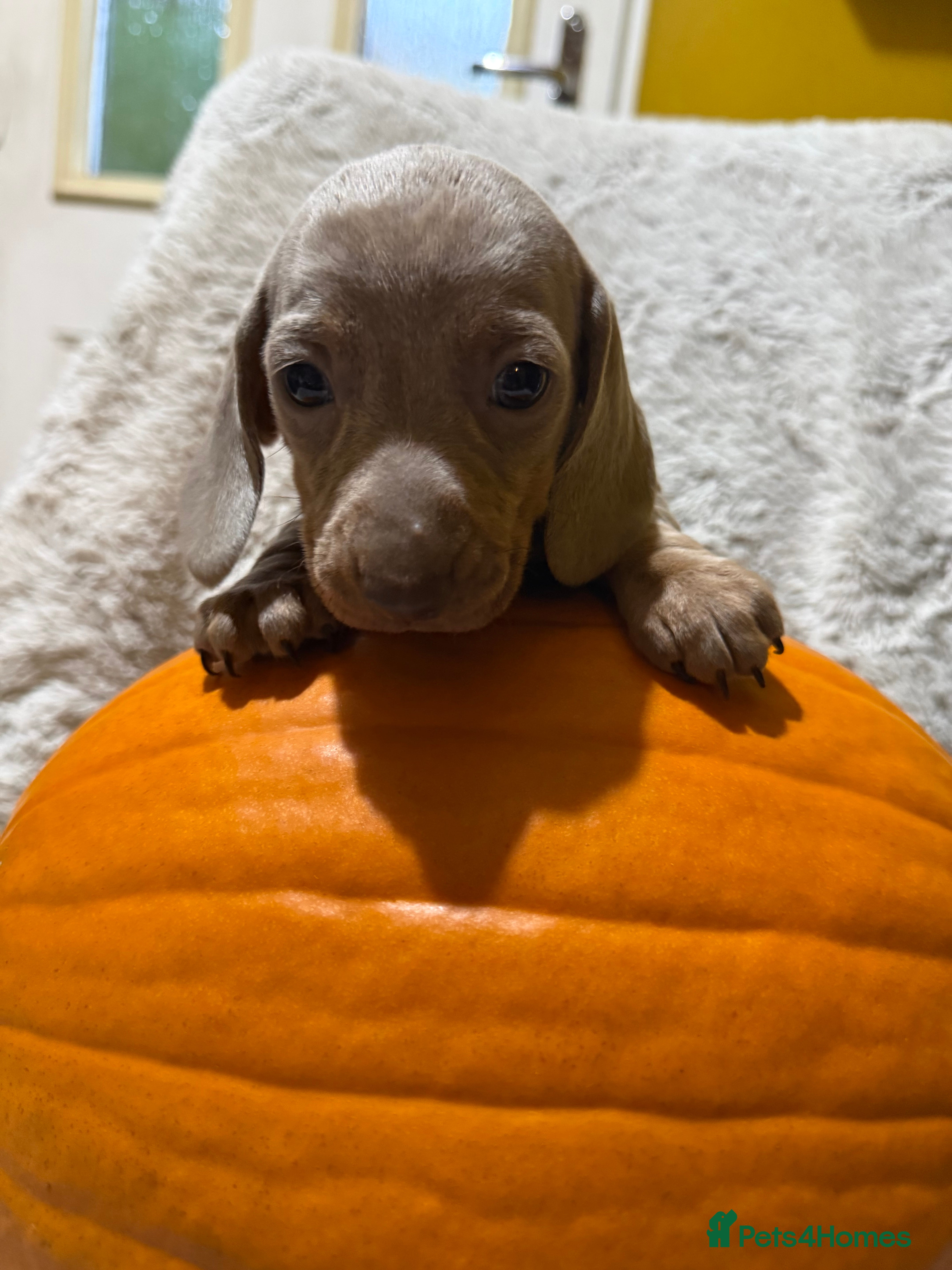 Miniature Dachshund dogs for sale: BEAUTIFUL DACHSHUND PUPPIES! - Advert 2