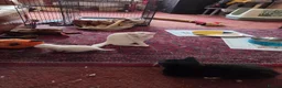 British Shorthair cats for sale: 4, 5 month old cats - Advert 2
