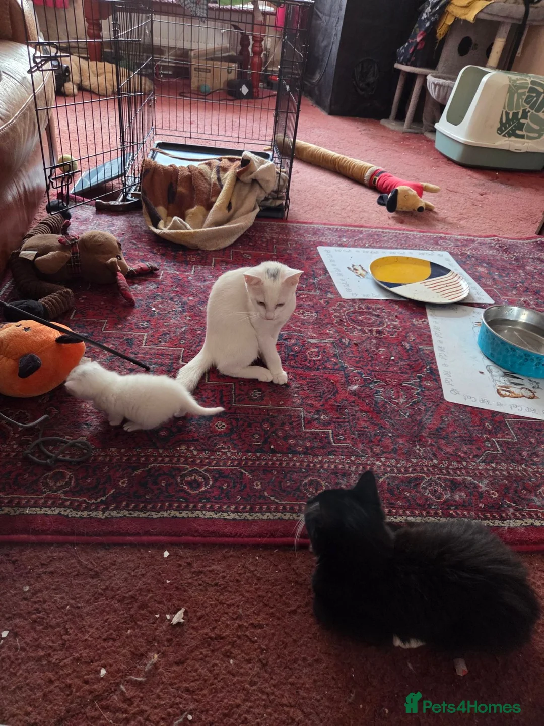 British Shorthair cats for sale: 4, 5 month old cats - Advert 2