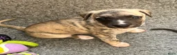 Whippet dogs for sale: KC registered Whippet puppies  - Advert 6