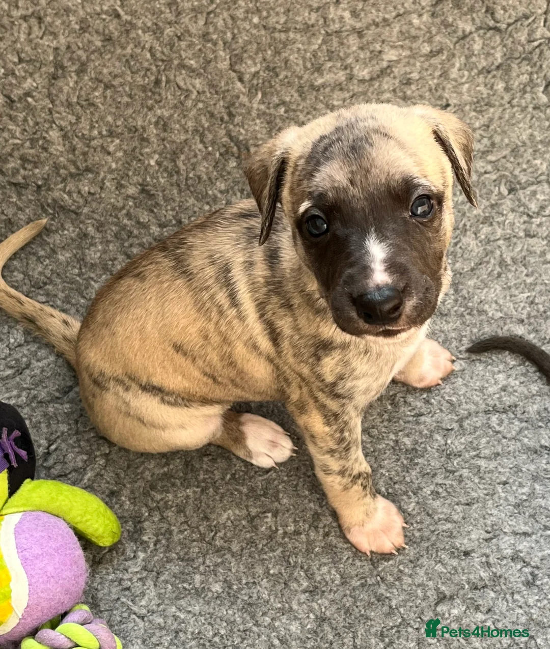 Whippet dogs for sale: KC registered Whippet puppies  - Advert 6
