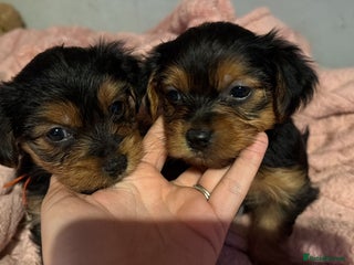 Yorkshire Terrier dogs Yorkshire Terrier Puppies ready to go now - Advert 12
