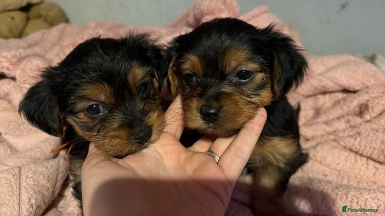 Yorkshire Terrier dogs - Advert 1