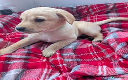 Labrador Retriever dogs for sale: Beautiful Labrador puppys  - Image 28