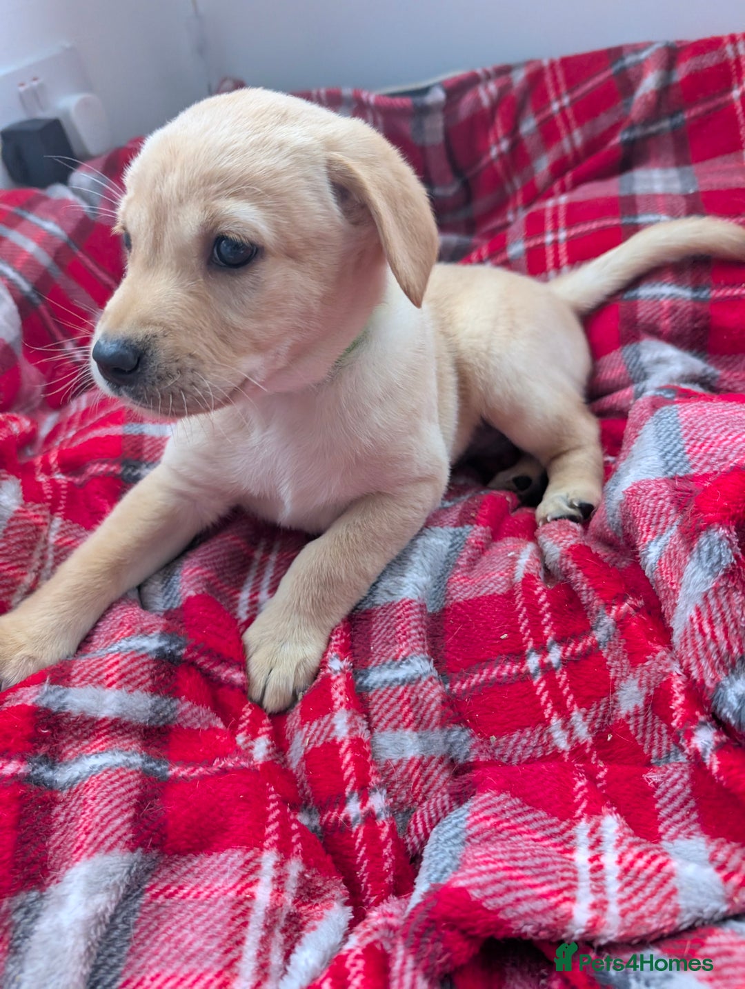 Labrador Retriever dogs for sale: Beautiful Labrador puppys  - Image 28