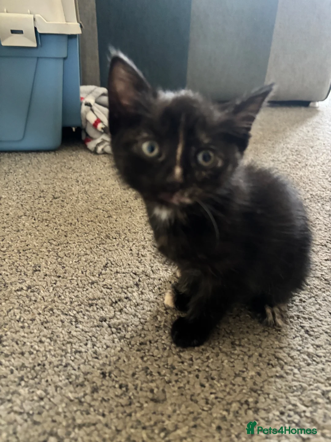 Mixed Breed cats for sale: Three kittens ready for their forever home - Advert 7