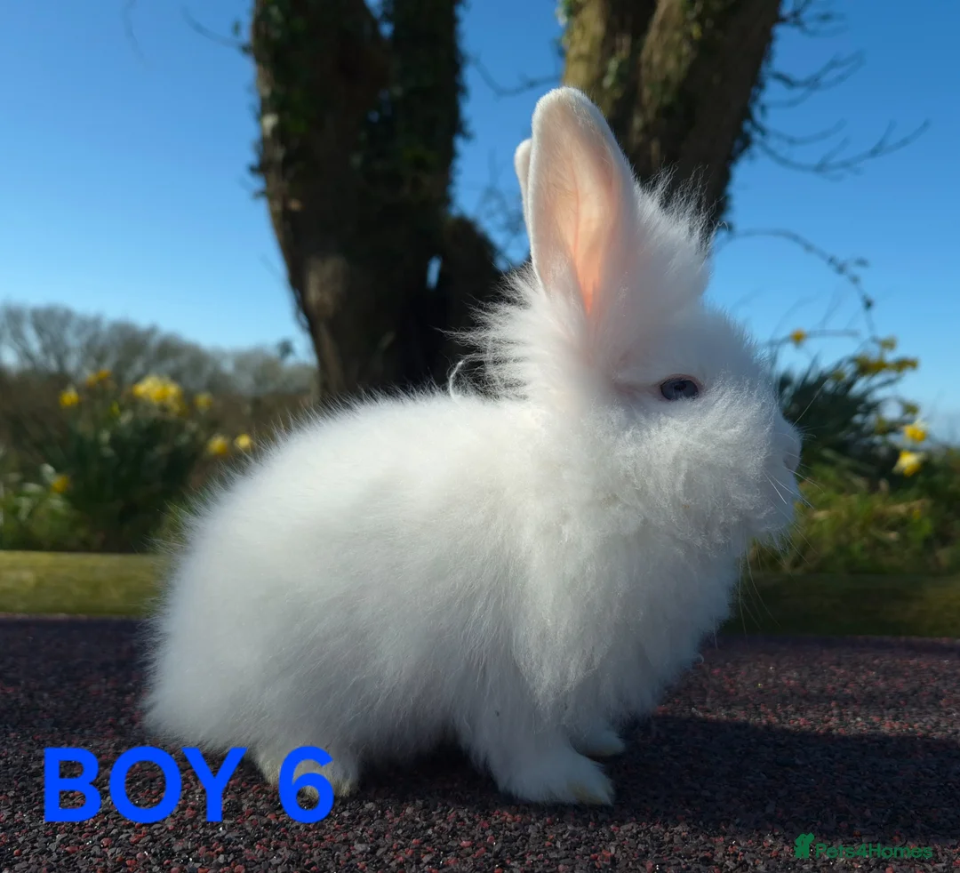 Lionhead rabbits for sale: Stunning lionheads  - Advert 1