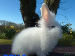 Lionhead rabbits Stunning lionheads - Advert 5