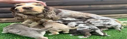 Cockapoo dogs for sale: F1 cockapoo puppies - Advert 1
