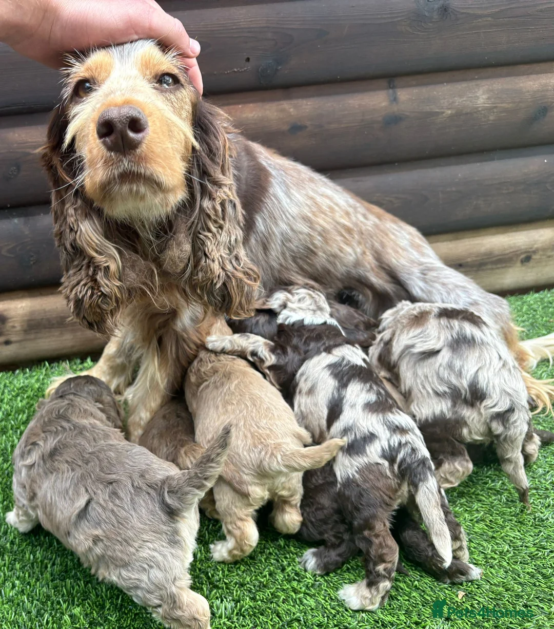 Cockapoo dogs for sale: F1 cockapoo puppies - Advert 1