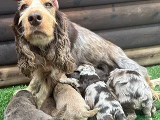 Cockapoo dogs F1 cockapoo puppies - Advert 1