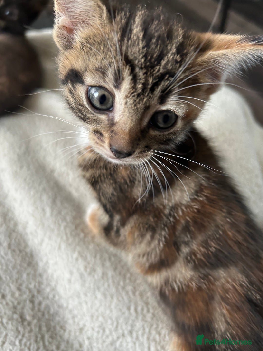 Domestic Shorthair cats for sale: 4 beautiful kittens  - Image 4