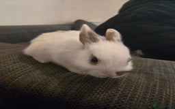 Rex rabbits for sale: 5 week old baby bunnies  - Advert 5