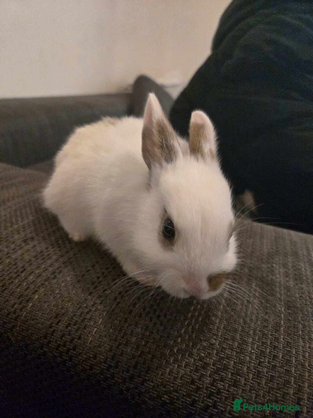 Rex rabbits for sale: 5 week old baby bunnies  - Advert 5