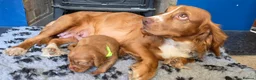 Cocker Spaniel dogs for sale: Cocker spaniel puppies kc registered  in Pulborough - Advert 13