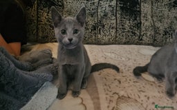 Russian Blue cats for sale: **TICA full pedigree Russian Blue kittens - Image 11