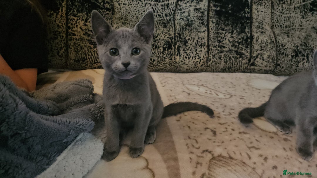 Russian Blue cats for sale: **TICA full pedigree Russian Blue kittens - Image 11