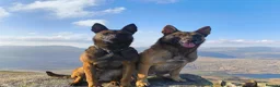 Belgian Shepherd Dog dogs for sale: KC registered Malinois puppies - Advert 1