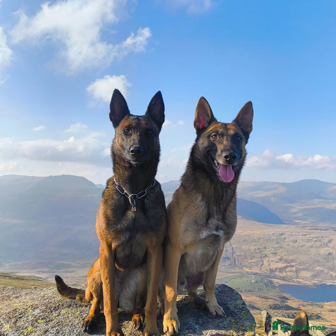Belgian Shepherd Dog dogs for sale: KC registered Malinois puppies - Advert 1